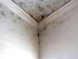 Best Commercial Mold Inspection  in Owensville, MO