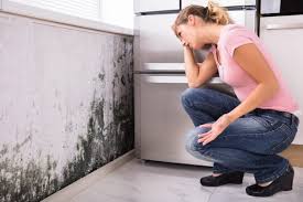 Best Mold Odor Removal Services  in Owensville, MO